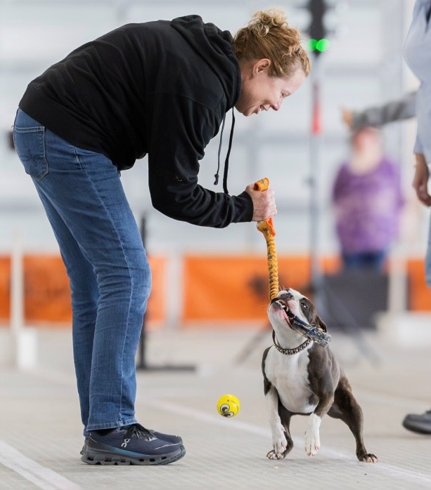 Boston terrier tug on toy with woman